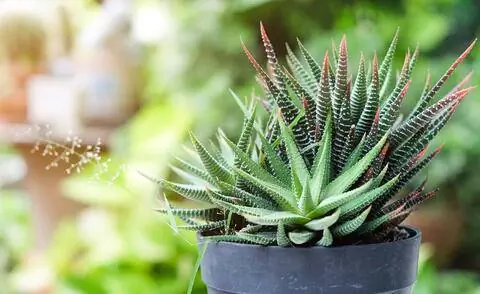 Зебра Хаворти