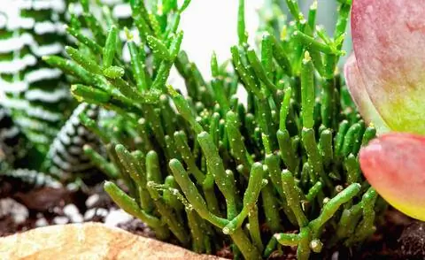 Кактус камыш (Hatiora salicornioides)