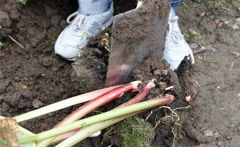 Разделите ревень лопатой