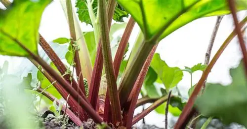 Пересадка ревеня: как это работает