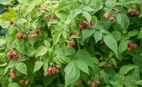 Куст малины с плодами