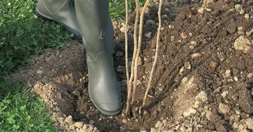 Пересадка малины: как правильно?