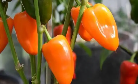 перец, апельсин