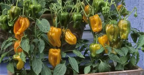 Перезимовка перца: возможно ли это и если да, то как?