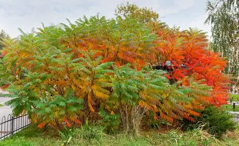 Уксусное дерево с красочными осенними цветами