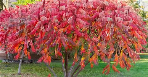 Обрезка уксусного дерева: как это работает