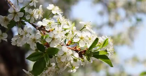 Пересадка вишневого дерева: когда и как это делать?