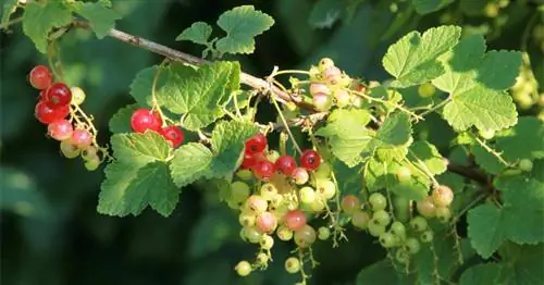 Пересадка смородины: когда и как делать?