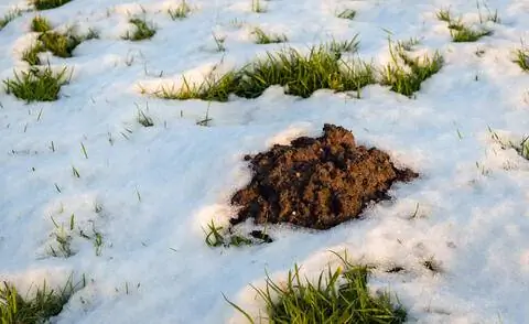 Кротовины в снегу