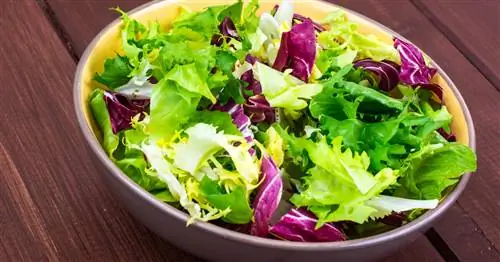 Приготовить салат из эндивия: вкусные идеи для подражания