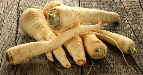 Подготовьте корень петрушки: так корень петрушки вкуснее всего
