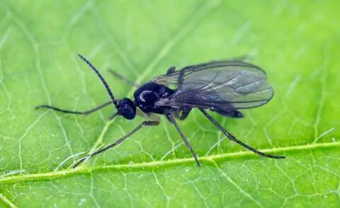 Грибной комар (Sciaridae)