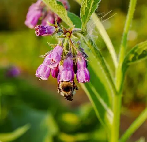 Окопник лекарственный (Symphytum officinale)