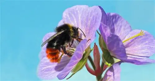 Категории премии beebetter