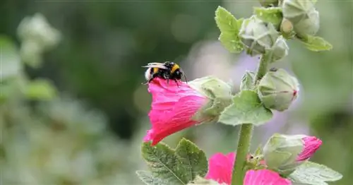 Сторонники beetter