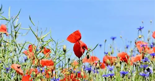 Помогите пчелам с яркими цветами