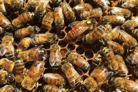 Королева среди рабочих