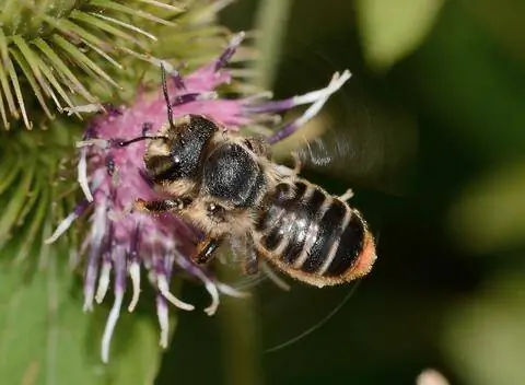 Каменная пчела (Lithurgus chrysurus)
