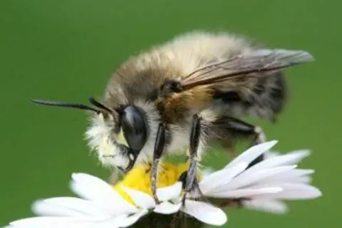 Обыкновенная пушная пчела (Anthophora plumipes)