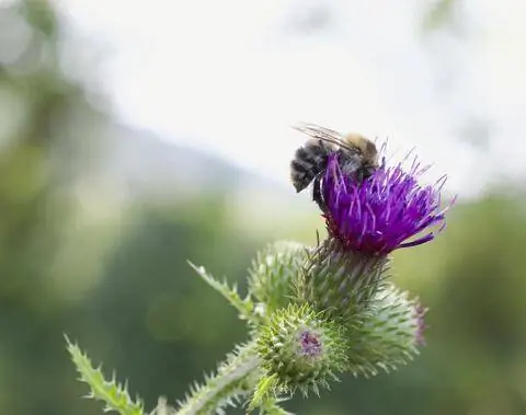 Шмель полевой (Bombus pascuorum)
