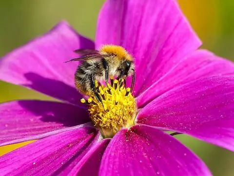 Шмель полевой (Bombus pascuorum) Шмель полевой (Bombus pascuorum)