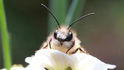 Ржавчина красная пчела-каменщик (Osmia bicornis) Ржавчина красная пчела-каменщик (Osmia bicornis)
