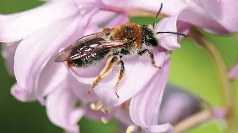 Самка земляной пчелы с красной бахромой (Andrena haemorrhoa) Самка земляной пчелы с красной бахромой (Andrena haemorrhoa)