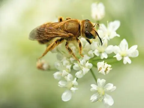 Золотая бороздчатая пчела с густыми пятнами (Halictus subauratus) Золотая бороздчатая пчела с густыми пятнами (Halictus subauratus)