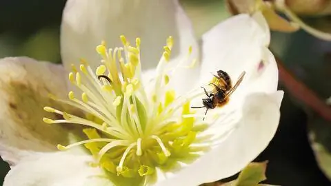 Двухцветная песчаная пчела (Andrena bicolor) Двухцветная песчаная пчела (Andrena bicolor)