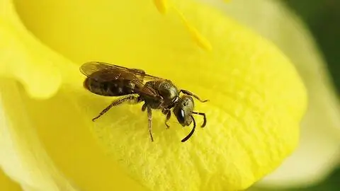 Темно-зеленая узкая пчела (Lasioglossum morio) Темно-зеленая узкая пчела (Lasioglossum morio)