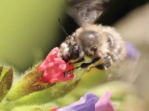 Весенняя пушная пчела (Anthophora plumipes) Весенняя пушная пчела (Anthophora plumipes)