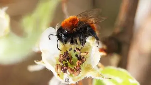 Красная кудрявая песчаная пчела (Andrena fulva) Красная кудрявая песчаная пчела (Andrena fulva)