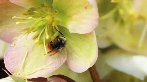 Рогатая пчела-каменщик (Osmia cornuta) Рогатая пчела-каменщик (Osmia cornuta)