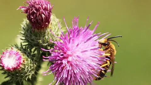 Бороздчатая пчела с желтыми полосами (Halictus scabiosae) Бороздчатая пчела с желтыми полосами (Halictus scabiosae)
