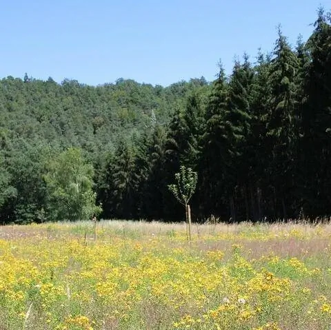 цветущий пейзаж