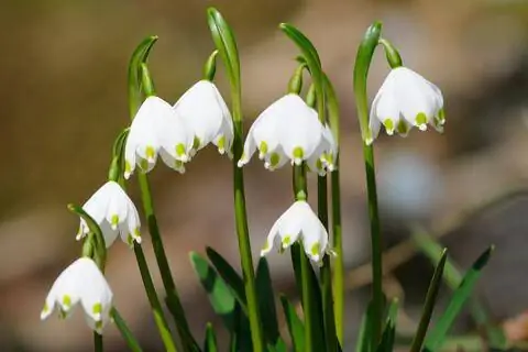 Мартовская чашка (Leucojum vernum)