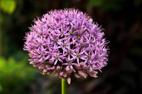 декоративный лук (Allium)