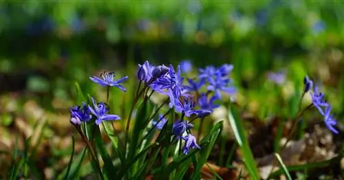 Цветы из луковиц для диких пчел