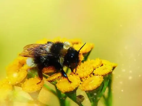 Шмель под дождем