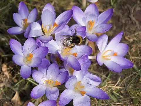 Шмель на цветках крокуса