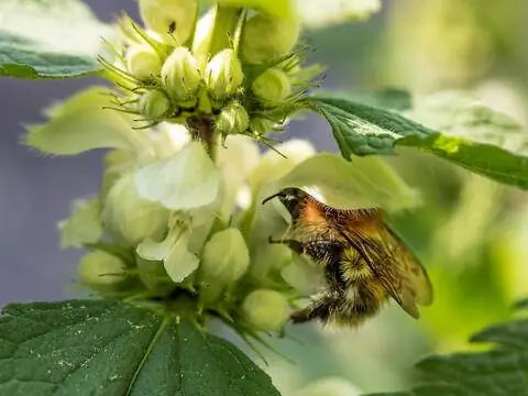 Шмель на Деднетле