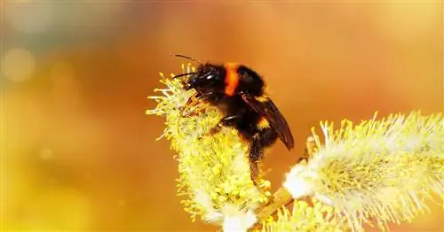Ранние дикие пчелы: ура шмелю
