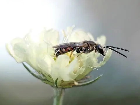 Обыкновенная бороздчатая пчела (Lasioglossum calceatum)