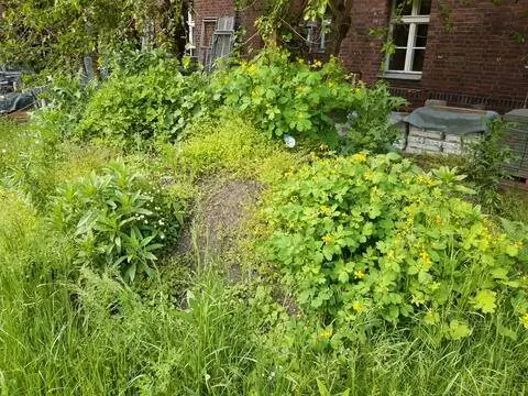 ГКС школьный сад