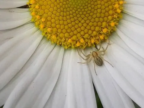 Паук на подсолнухе