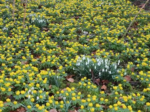 Зимовка - Eranthis hyemalis