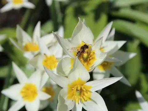 Тюльпан туркестанский (Tulipa turkestanica)