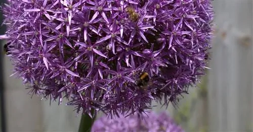 Цветочные луковицы beebetter от Kiepenkerl