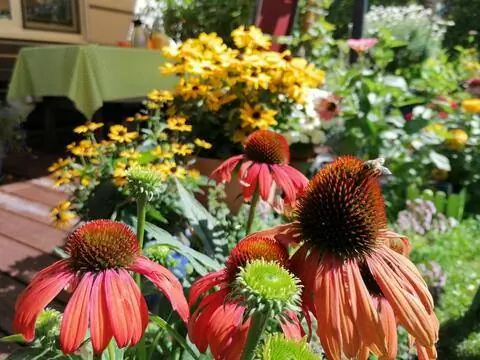 эхинацея