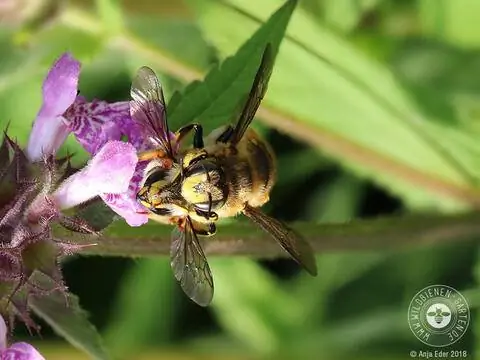 САДОВАЯ ШЕРСТЬ ПЧЕЛ ANTHIDIUM MANICATUM / СОПРЯЖЕНИЕ
